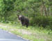 trumpeting elephant